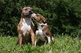 AMSTAFF  ADULT & PUPPIES 062